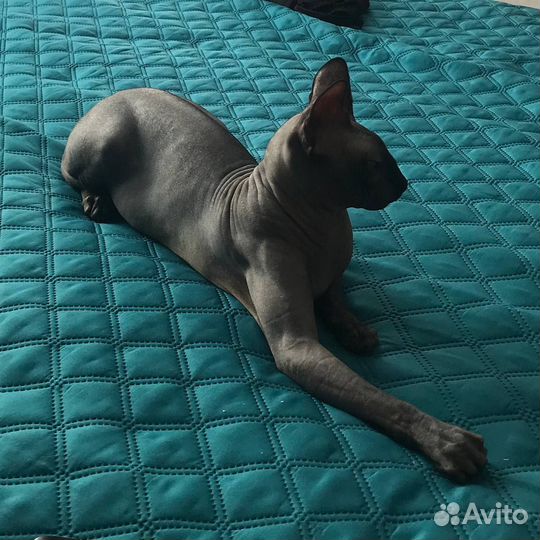 Канадский сфинкс вязка