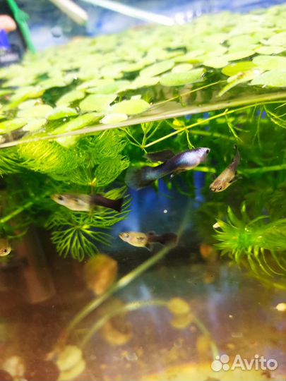 Аквариумные растения, пистия (или водная роза )