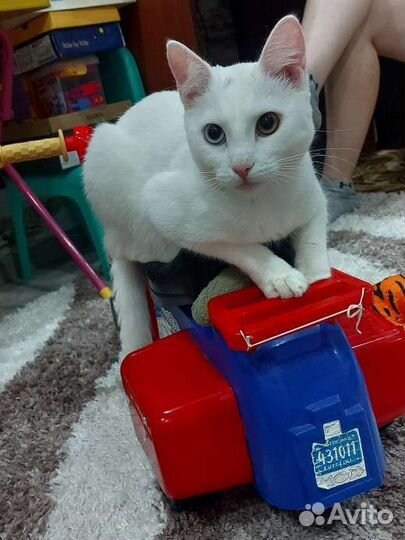 Отдам кота в добрые руки