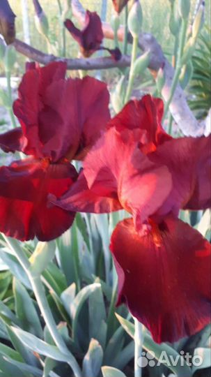 Ирисы сортовые