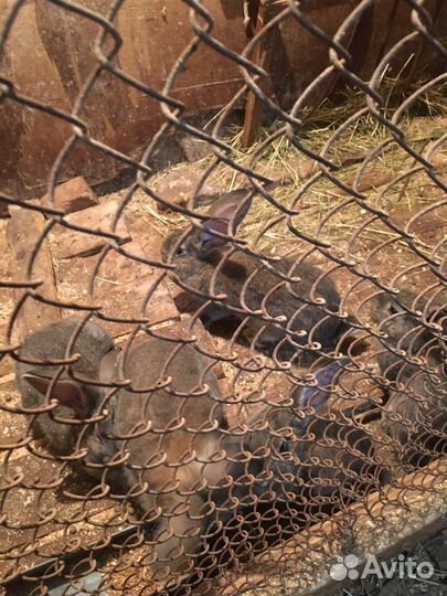 Крольчата 2мес