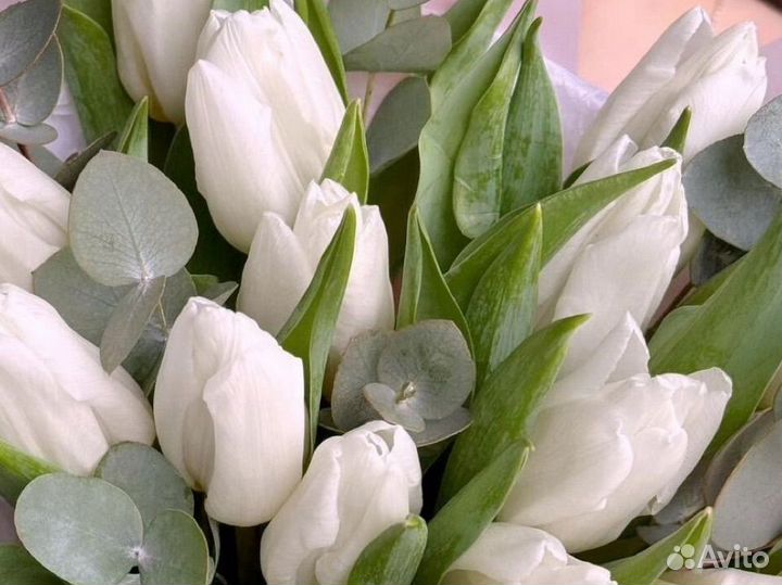 Тюльпаны Крупные премиум не местные Голландия