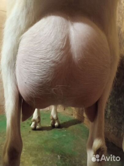 Молоко Козье