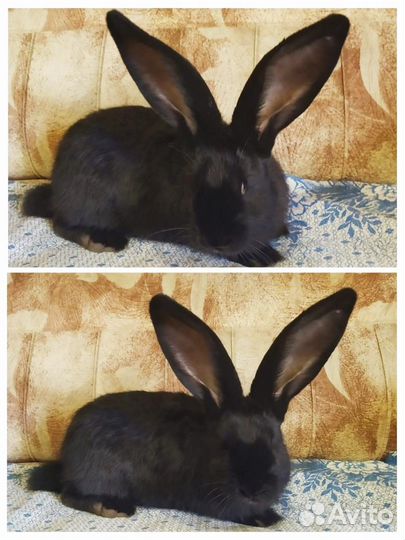 Кролики разных пород,ризены, строкачи(нпв)