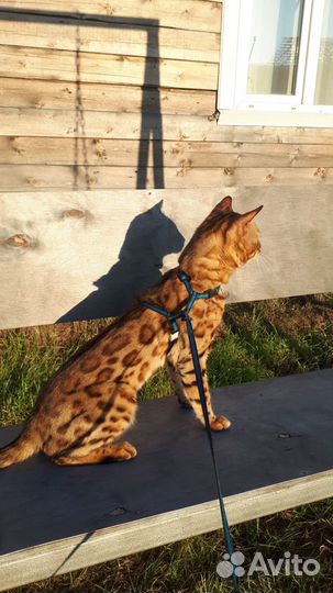 Бенгальский кот вязка