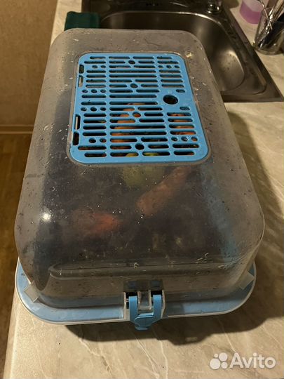 Улитки ахатины