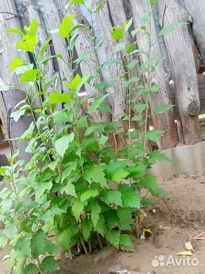 Гибискус Сирийский древовидный