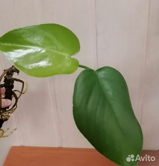 Монстера. Черенок