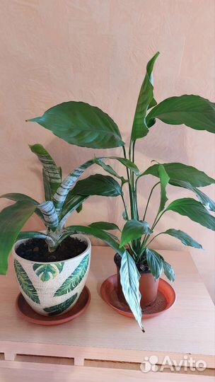 Цветок бромелия; спатифиллум (женское счастье)