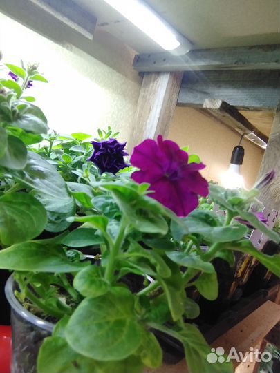 Рассада петунии