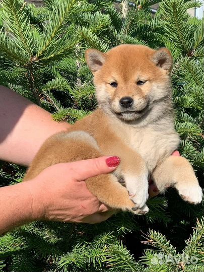 Сиба ину девочка
