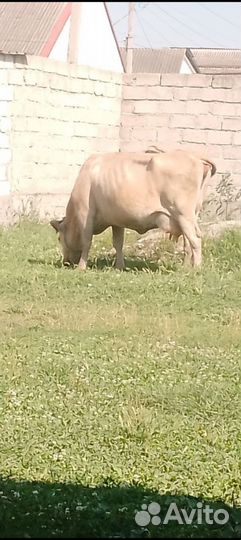 Корова стельная дойная