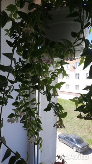 Хойя Белла