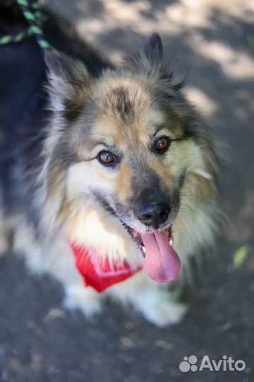 Красавчик Бароша ищет дом