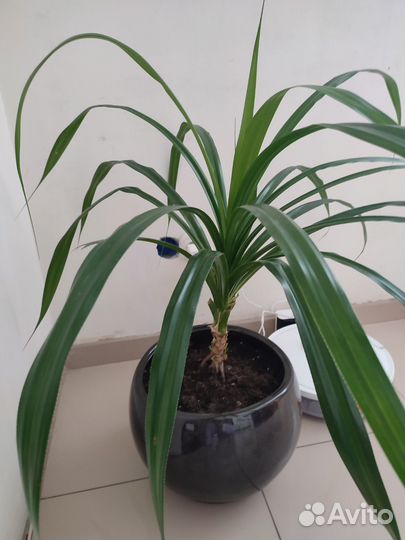Комнатные цветы панданус