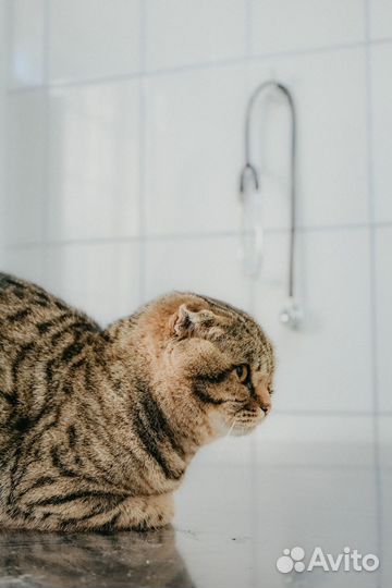 Стерилизация кошки или собаки