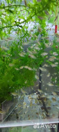 Барбус огненный, Хромис красавец