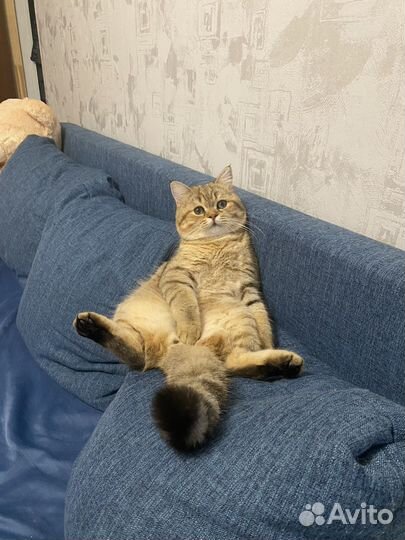 Кот шотландец