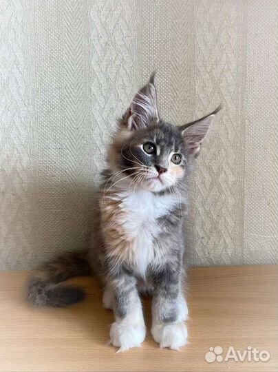 Котята мейн-кун