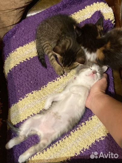Котятки в добрые руки