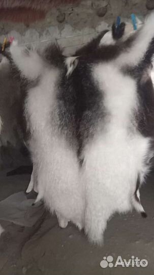 Шкура козы