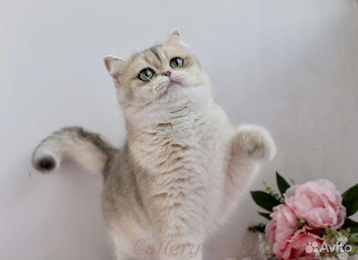 Британская золотая шиншилла