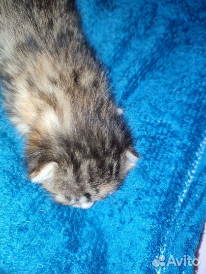 Шотландские вислоухие