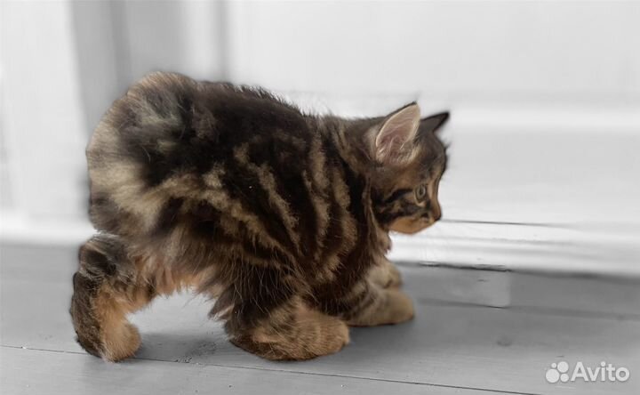 Курильский бобтейл