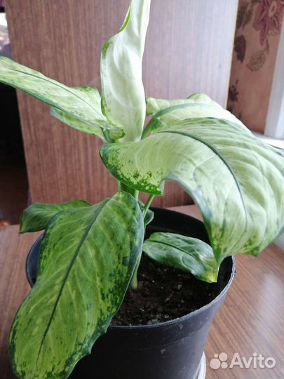 Диффенбахия