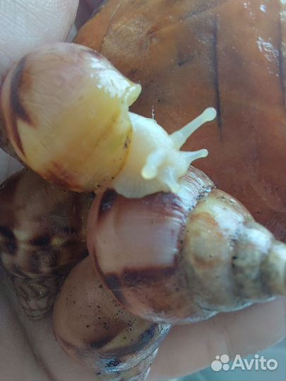 Улитки ахатины ретикулята альбино