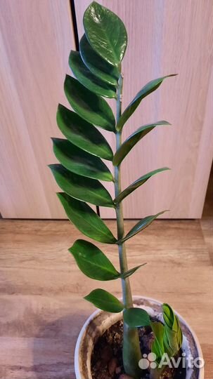 Замиокулькасы