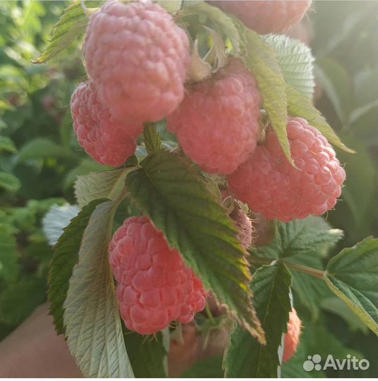 Саженцы Таруса (малиновое дерево) и др. сорта