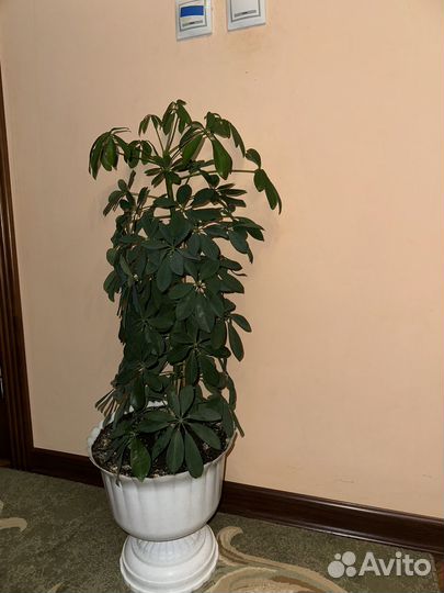 Замиокулькас шефлера драцена