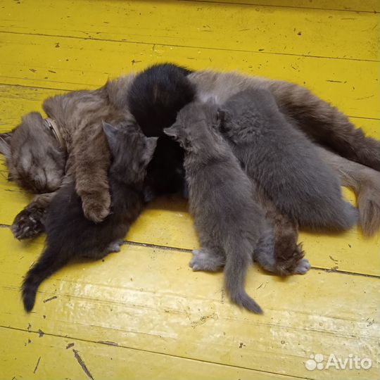 Котята отдам бесплатно