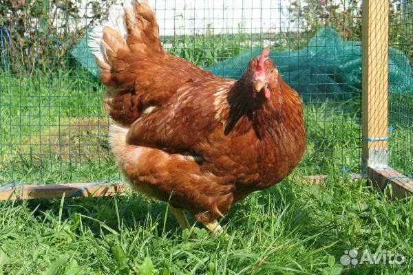 Инкубационное яйцо, цыплята, утята