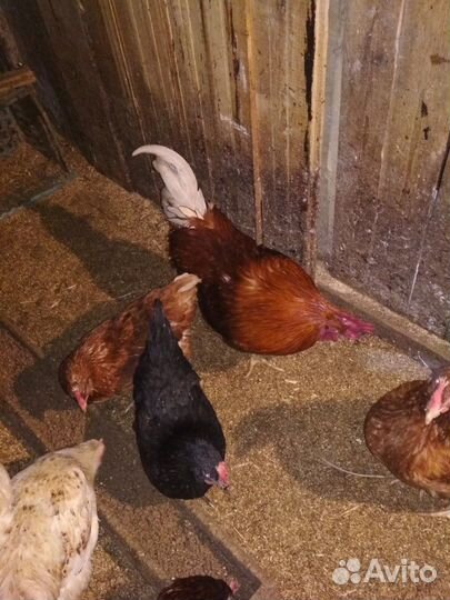 Инкубационное яйцо чешского доминанта