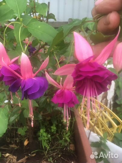 Сортовые фуксии махровые