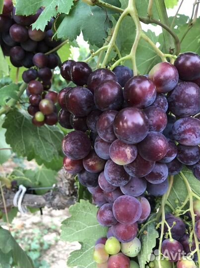 Виноград