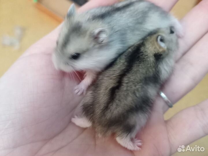 Джунгарский хомяк