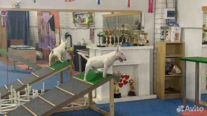 Миниатюрный Бультерьер