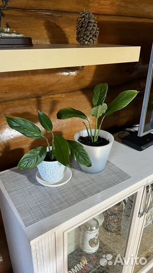 Комнатные растения