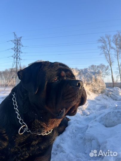 Вязка ротвейлера