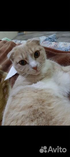Вислоухая кошка