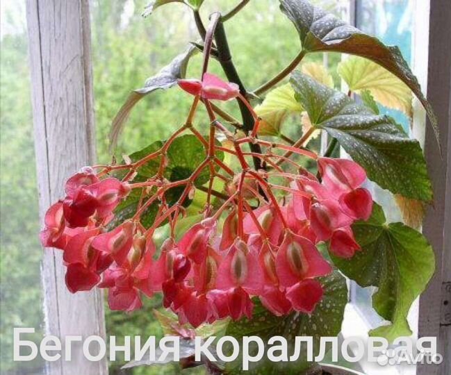 Комнатные растения