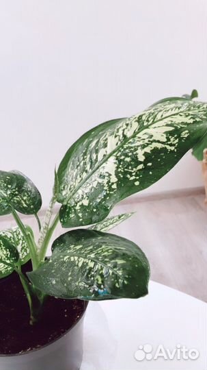 Диффенбахия Молочай Сансевиерия Спатифиллум