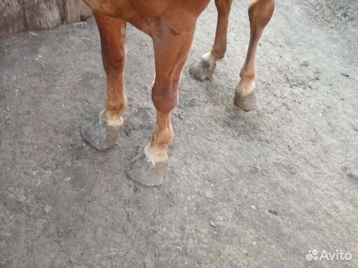 Продам кобылу