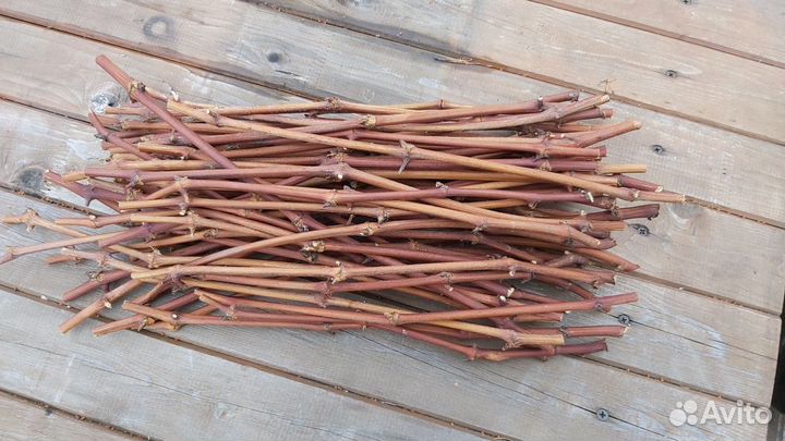 Саженцы винограда элитных сортов для Лен. области