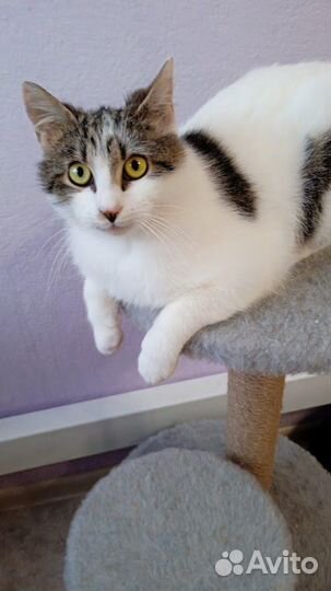 Котёнок без хвоста и сапог, но в штанах