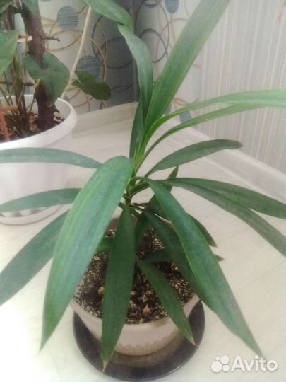 Комнатные цветы пальма, фикус, мирт, суккуленты