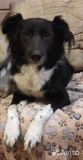 Собаки в дар в добрые руки